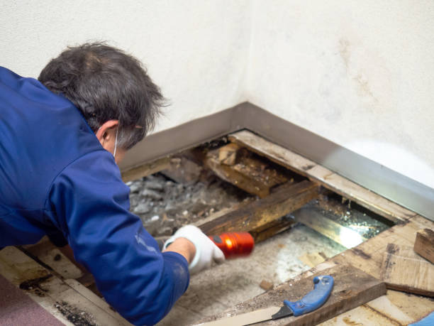 Best Crawl Space Mold Remediation in Frankford, DE