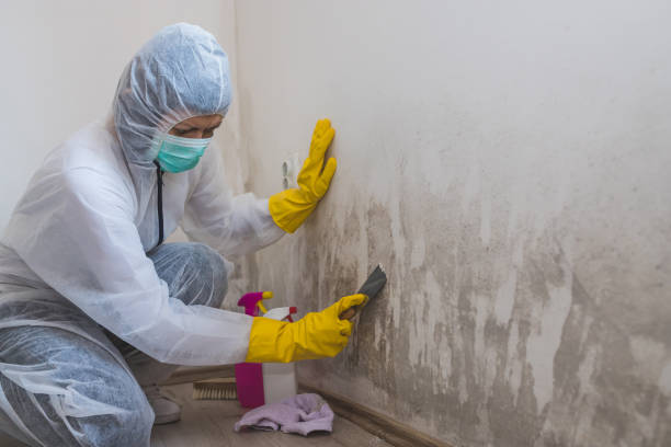 Trusted Frankford, DE Mold Remediation Experts