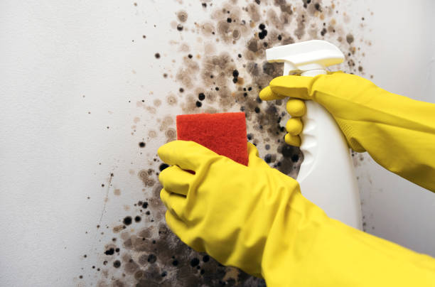 Best Mold Testing and Inspection Services in Frankford, DE