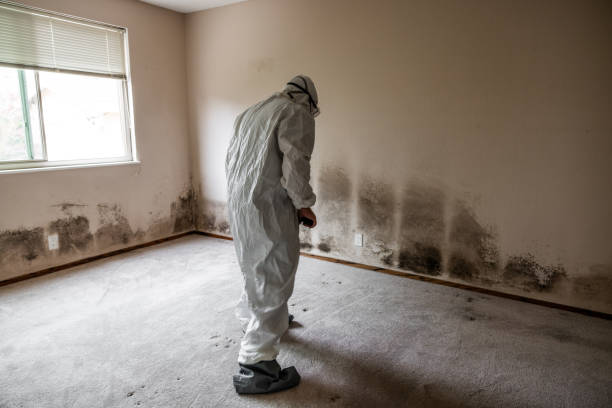 Best Mold Remediation for Specific Building Types in Frankford, DE