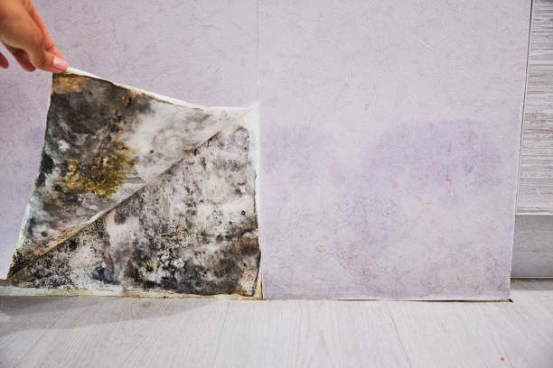 Best Black Mold Remediation in Frankford, DE